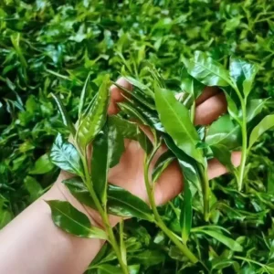 Apprentice of tea (30 days)