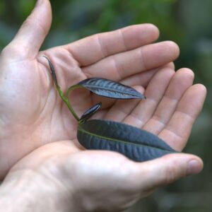 10.10.2024 - Degustácia červených čajov z ciest po Číne v novej čajovni Teabar (SK)