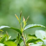 Basics of tea culture