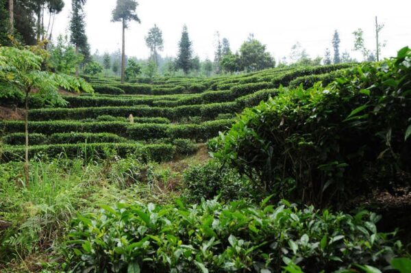 2021 Guyu Sichuan maofeng - Image 6