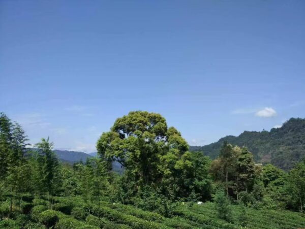 2021 Guyu Sichuan maofeng - Image 7