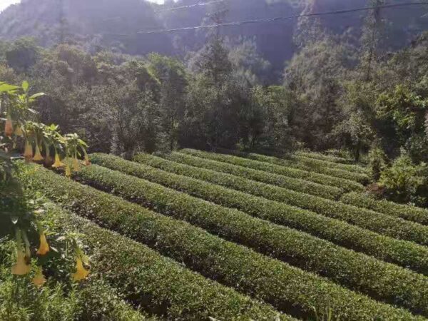 2021 Guyu Sichuan maofeng - Image 9
