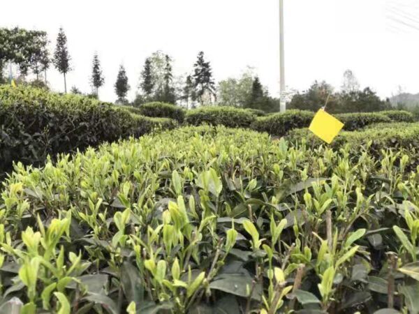 2021 Guyu Sichuan maofeng - Image 8
