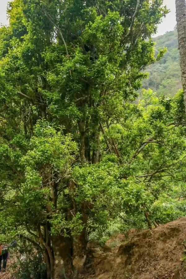 Fengqing Yesheng gushu hong - ancient trees Taliensis - Image 3