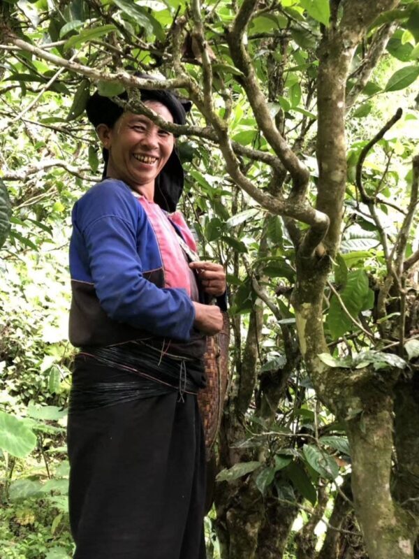 Bulang Paliang gushu bingcha - Image 9