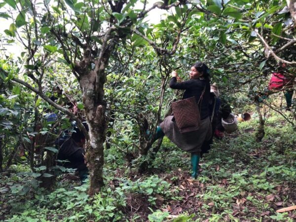 Bulang Paliang gushu bingcha - Image 7