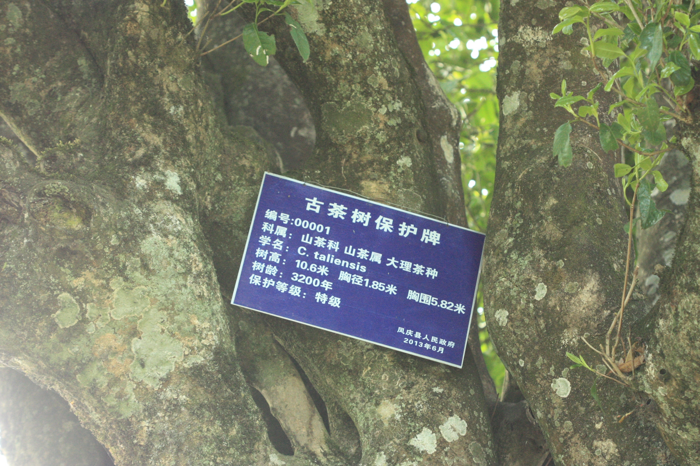 Lincang The tree