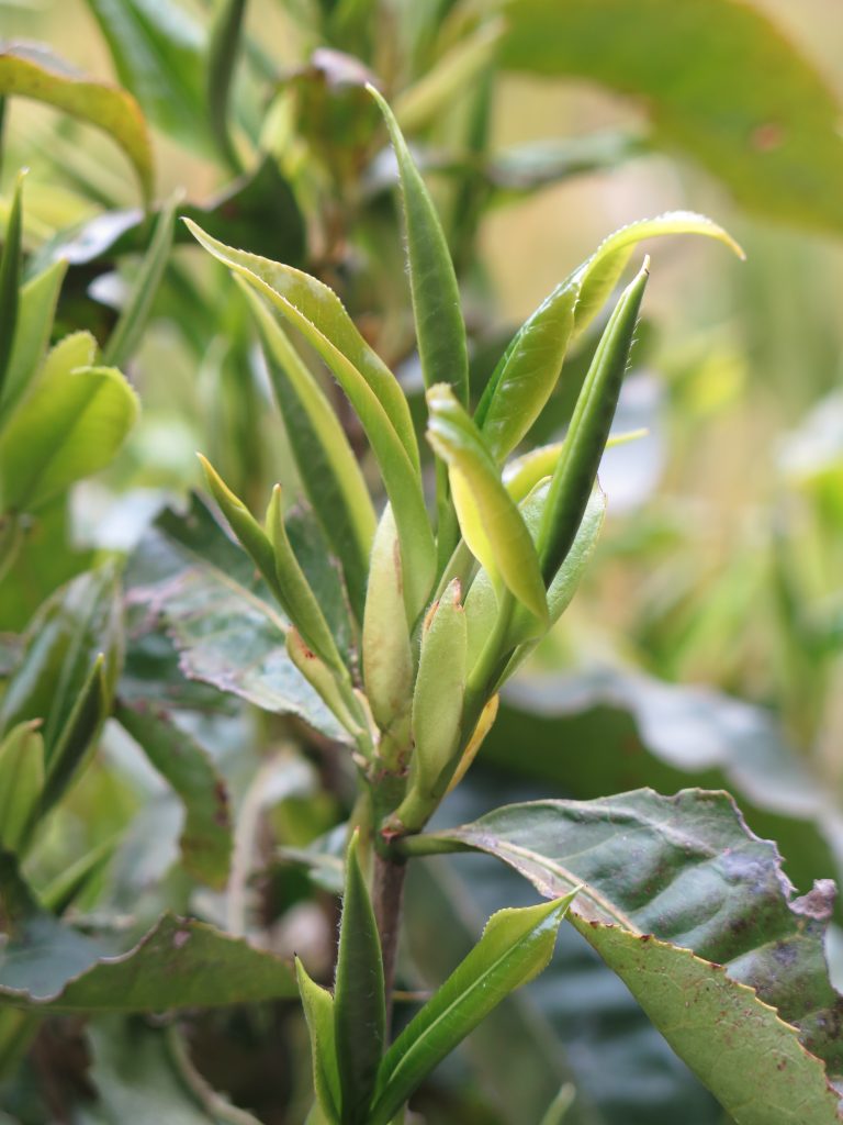 Camellia sinensis 