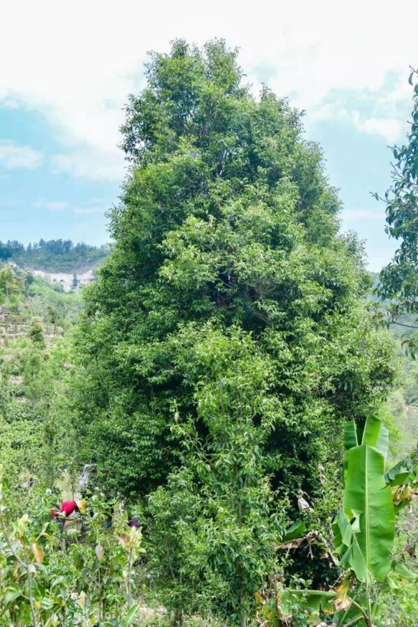 Changning Yesheng sheng maocha - old trees from Taliensis variety - Image 5