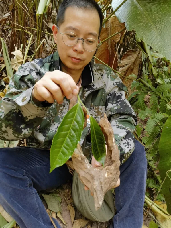 Mengyuan Bingdao laoshu 2015 - Image 6